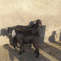 حیوانات مزرعه|حیوانات مزرعه|بندر ماهشهر, |دیوار