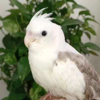 جوجه عروس آلبینو سرلاکی