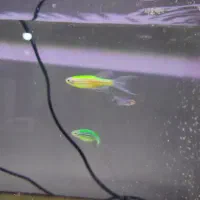 ماهی|ماهی|بومهن, |دیوار