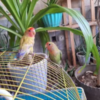 طوطی کوتوله