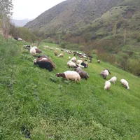 استخدامی
