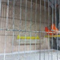 یه جفت قناری رد جفتی قیمت چهارپانصد