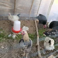 فروش جوجه برهما و محلی و گلین|حیوانات مزرعه|خرمدره, |دیوار