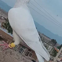 شامی پاکستانی ضربه