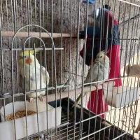 عروس هلندی|پرنده|قدس, شهر‌قدس|دیوار