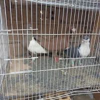 ۹عدد کفتر صیدپرشی