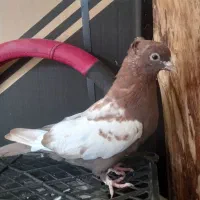 سینه ای.طوقی سرور..سرخ راعب