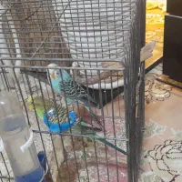 مرغ عشق ۲ عدد ماده|پرنده|قرچک, میرزائی شمالی|دیوار