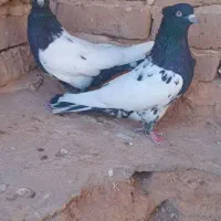 کفتر کله دم سیاه|پرنده|تربت جام, کشتارگاه|دیوار