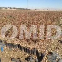 نهال پسته امید مهریز|خدمات باغبانی و درختکاری|مهریز, |دیوار