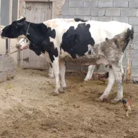 گاو و گوساله