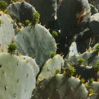 کاکتوس اپونتیا