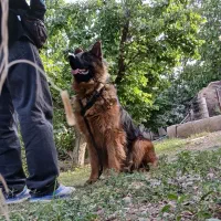 مربی سگ|خدمات آموزشی|گرمدره, |دیوار