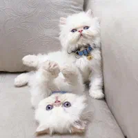 بچه گربه های زیبا