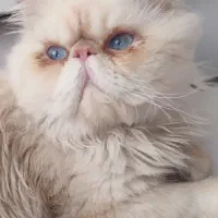 گربه پرشین  اصیل نر