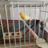 قناری نر.|پرنده|شیروان (خراسان), |دیوار