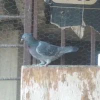 کبوتر زره ای