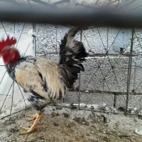 خروس گردن لخت و مرغ گناوه|حیوانات مزرعه|بندر گناوه, |دیوار