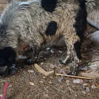 لاس همه چیز تمام