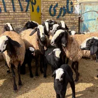 12راس میش بره دار و دوقلو|حیوانات مزرعه|قزوین, |دیوار