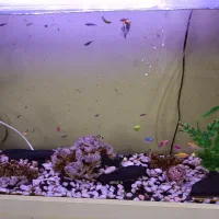 ماهی آکواریومی