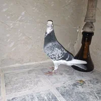 نمایشی|پرنده|برازجان, |دیوار