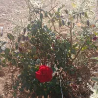 فروش فوری زمین باغی