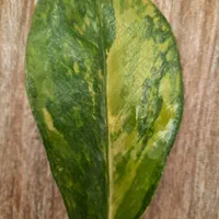 قلمه برگ زاموفیلیا ابلق