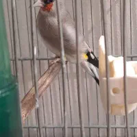 سهره جوجه قفس جفتی