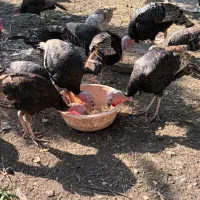 بوقلمون|حیوانات مزرعه|نوشهر, |دیوار