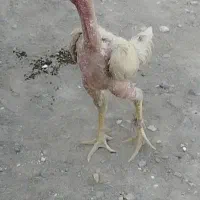 خورس لاری به شرته همه چی|حیوانات مزرعه|مشهد, شهرک شهید باهنر|دیوار