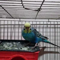 مرغ عشق مست