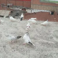 کبوتر طوقی فقط