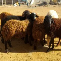 بره و توغلی نر