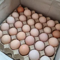 پخش عمده تخم مرغ جونیور و دوزرده