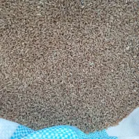 بذر گندم پیراگم|لوازم جانبی حیوانات|پارسآباد, |دیوار