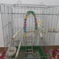 دوعددعروس هلندی نرو ماده باقفس ولونه فروشی