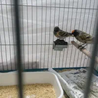 فروش گلبسر|پرنده|سیرجان, |دیوار