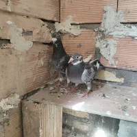 نرماده پلاکی