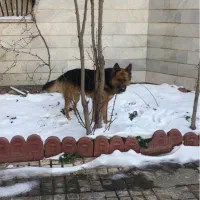 اموزش حیوانات