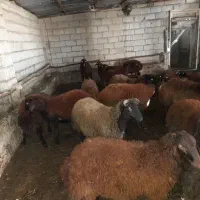 گوشت بره نر ارگانیک|حیوانات مزرعه|سیه رود, |دیوار