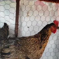 خروس و مرغ محلی|حیوانات مزرعه|مرودشت, فاز دوم شهرک فرهنگیان|دیوار