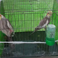 عروس هلندی نر سخنگو