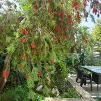 خدمات باغبانی