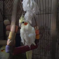 عروس هلندی