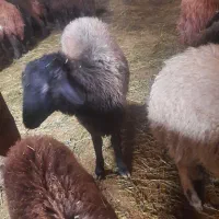 بره نر|حیوانات مزرعه|نوشین شهر, |دیوار