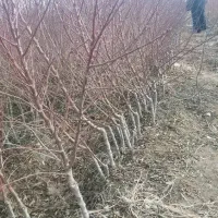 نهالستان فروش نهال گردو صنوبر بادام|خدمات باغبانی و درختکاری|سنندج, |دیوار