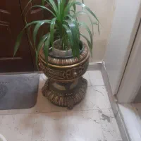 گلدان کنارسالنی