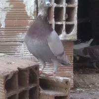 کبوتر مسافتی فیلی و سفید|پرنده|مینودشت, |دیوار