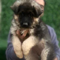 سگ ژرمن و دوبرمن|سگ|اصفهان, باغ فردوس|دیوار